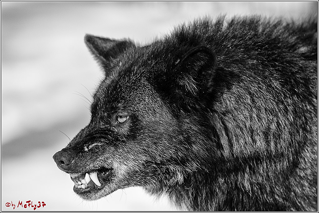 Timberwolf - Polarwolf Kasselburg, 18.02.2018