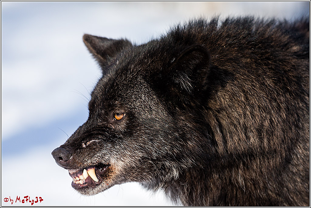 Timberwolf - Polarwolf Kasselburg, 18.02.2018