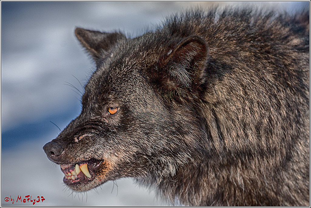 Timberwolf - Polarwolf Kasselburg, 18.02.2018