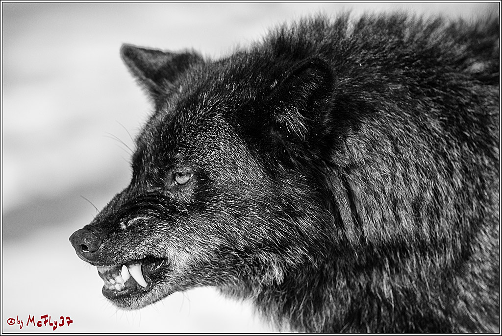 Timberwolf - Polarwolf Kasselburg, 18.02.2018
