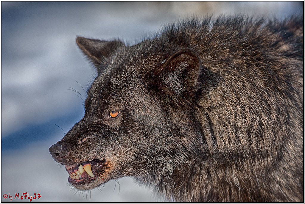 Timberwolf - Polarwolf Kasselburg, 18.02.2018