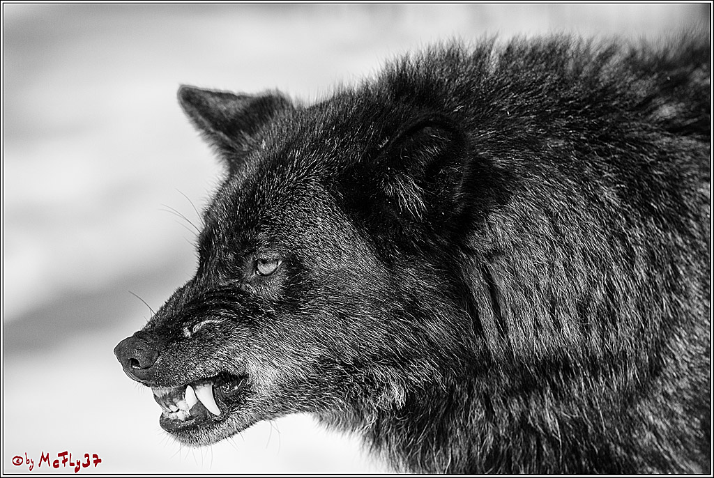 Timberwolf - Polarwolf Kasselburg, 18.02.2018
