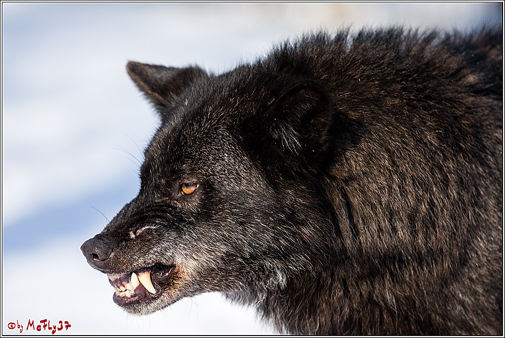 Timberwolf - Polarwolf Kasselburg, 18.02.2018