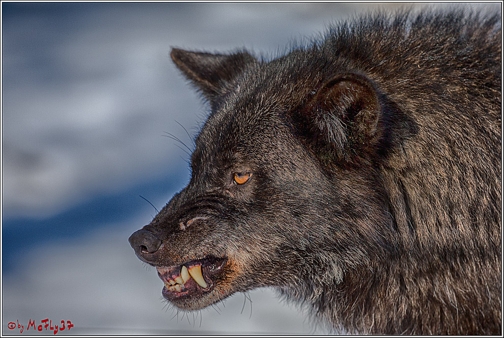 Timberwolf - Polarwolf Kasselburg, 18.02.2018