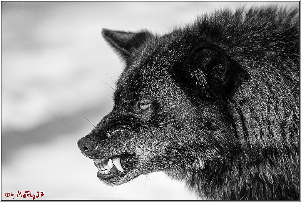 Timberwolf - Polarwolf Kasselburg, 18.02.2018
