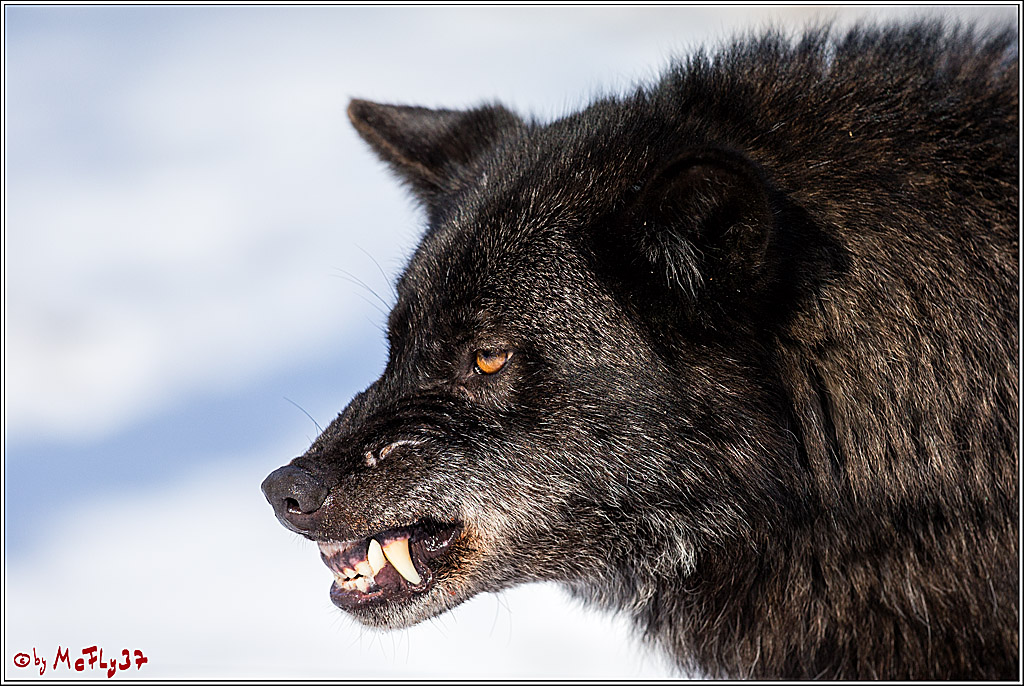 Timberwolf - Polarwolf Kasselburg, 18.02.2018
