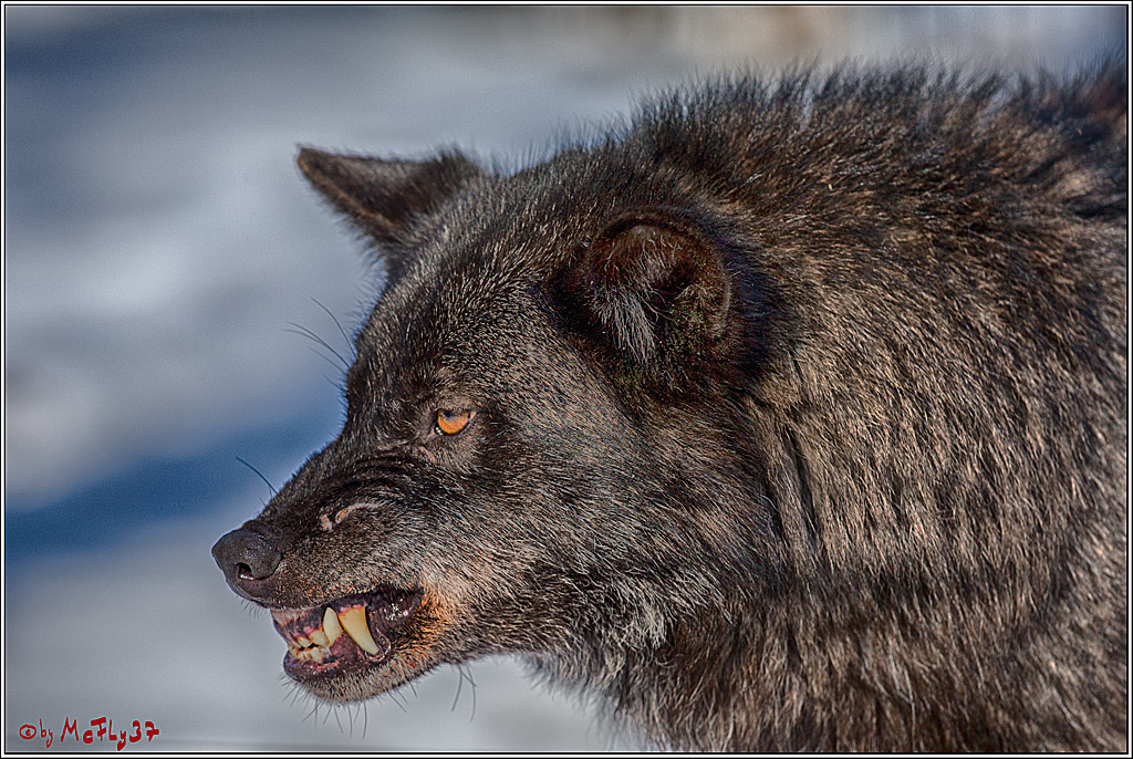 Timberwolf - Polarwolf Kasselburg, 18.02.2018