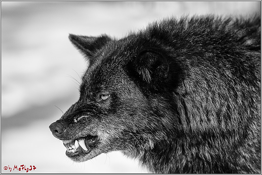 Timberwolf - Polarwolf Kasselburg, 18.02.2018