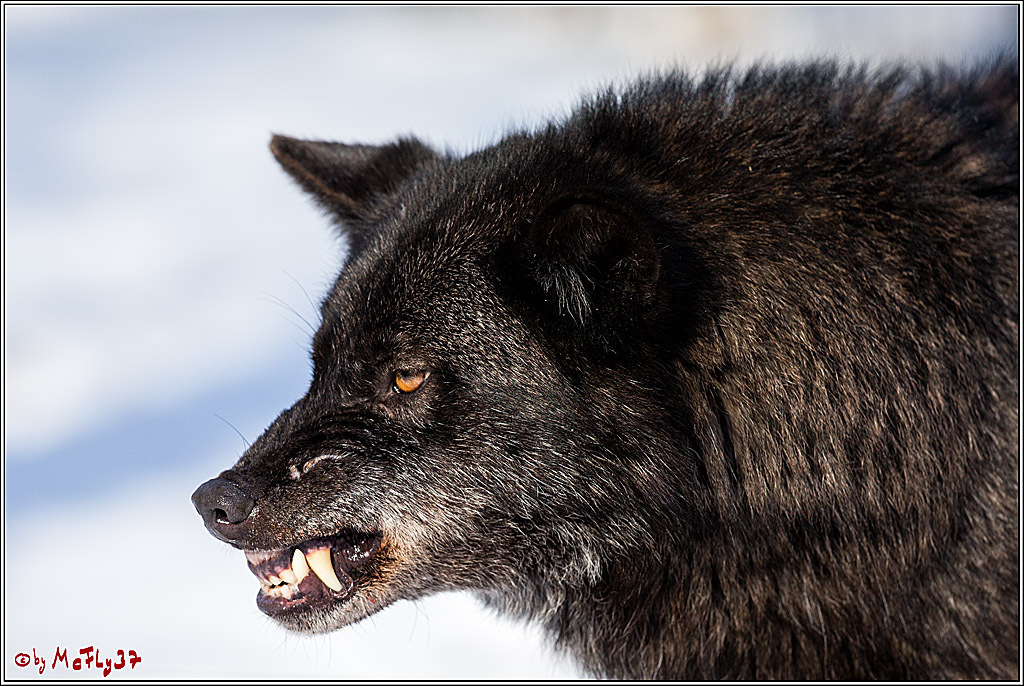 Timberwolf - Polarwolf Kasselburg, 18.02.2018