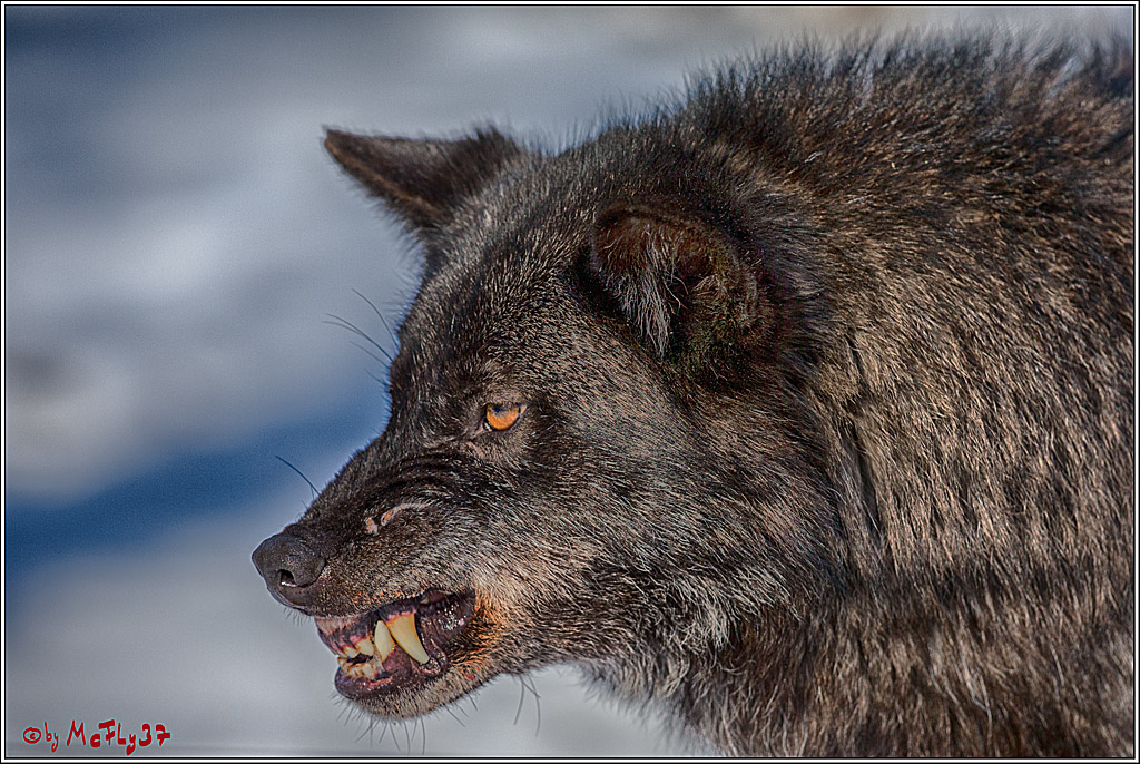 Timberwolf - Polarwolf Kasselburg, 18.02.2018