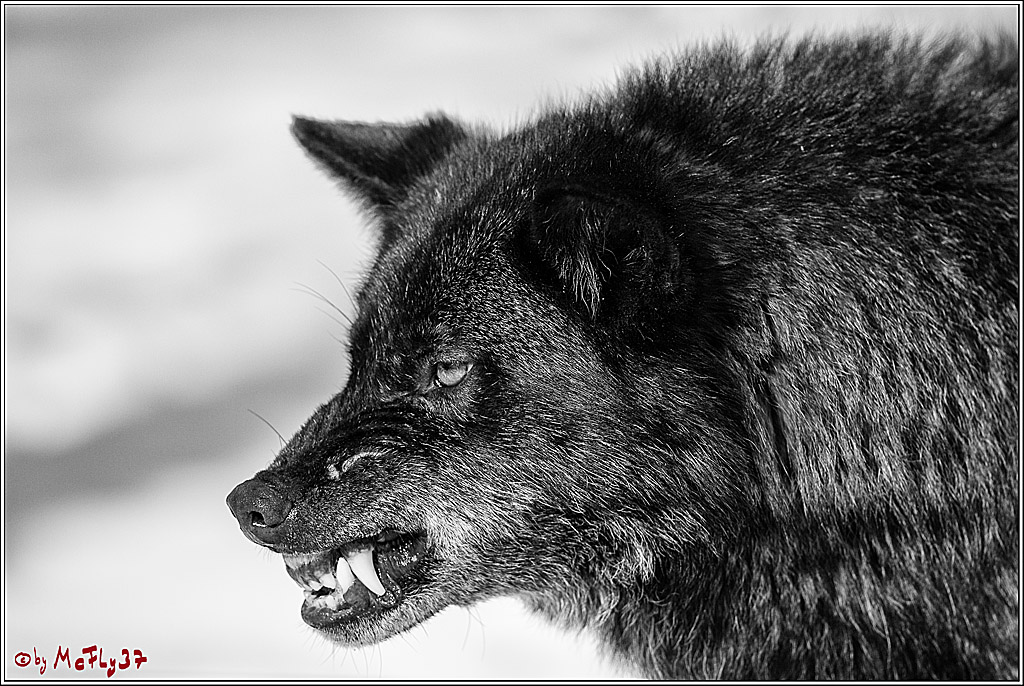 Timberwolf - Polarwolf Kasselburg, 18.02.2018