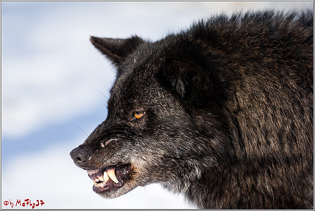 Timberwolf - Polarwolf Kasselburg, 18.02.2018