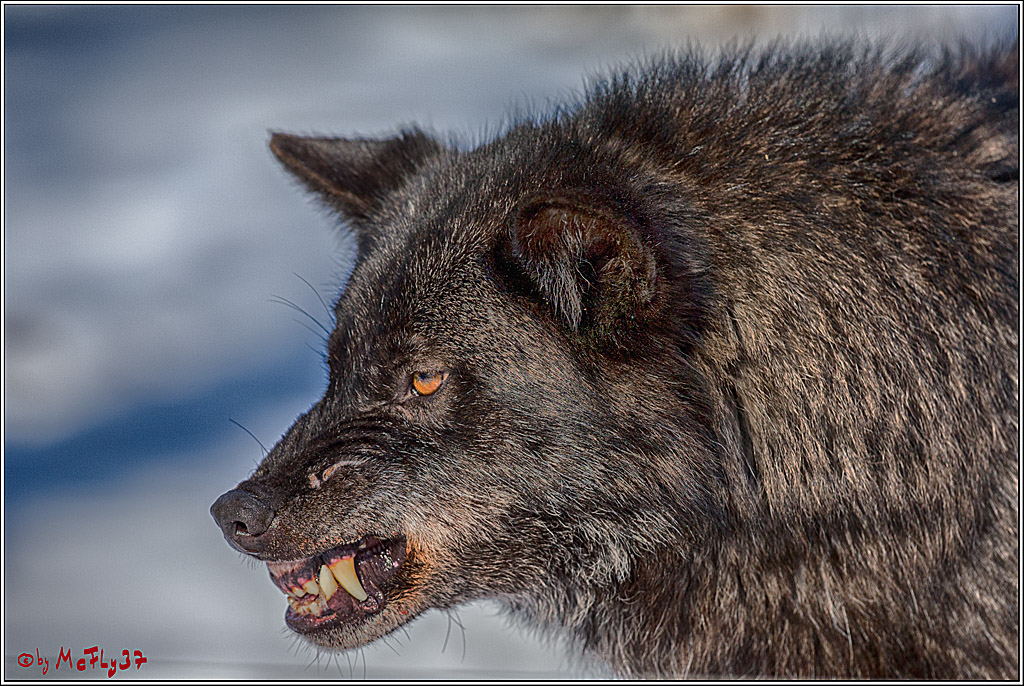 Timberwolf - Polarwolf Kasselburg, 18.02.2018