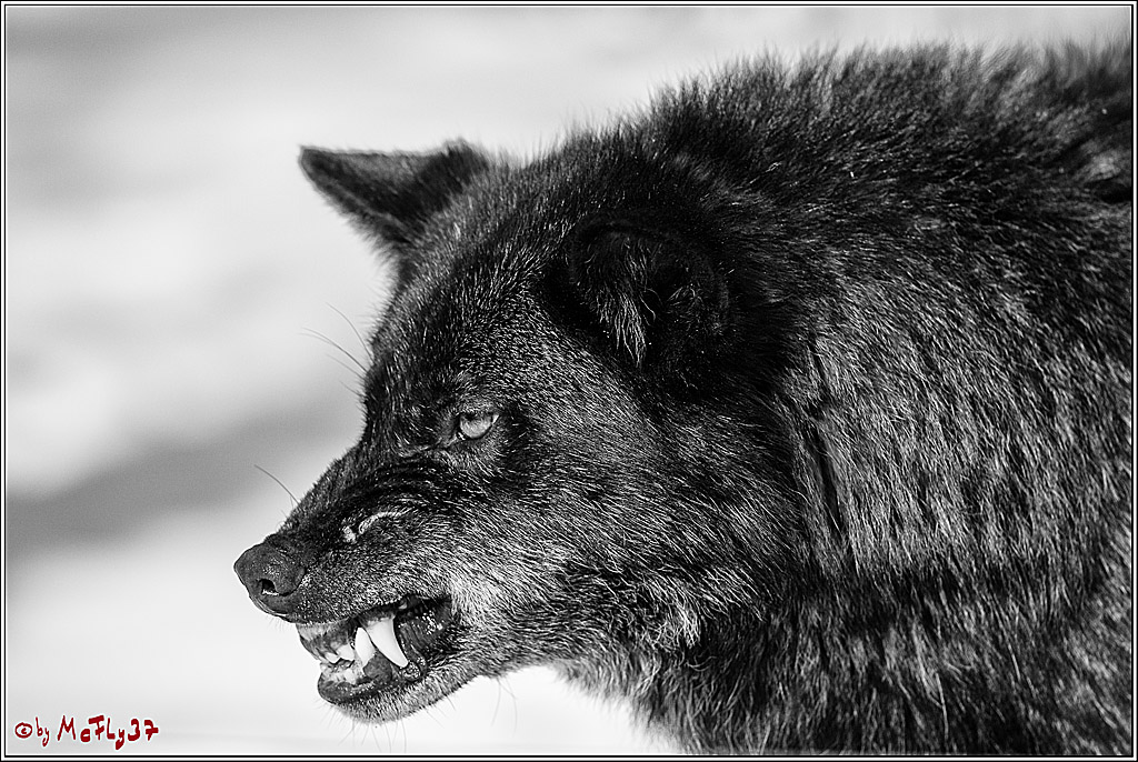 Timberwolf - Polarwolf Kasselburg, 18.02.2018