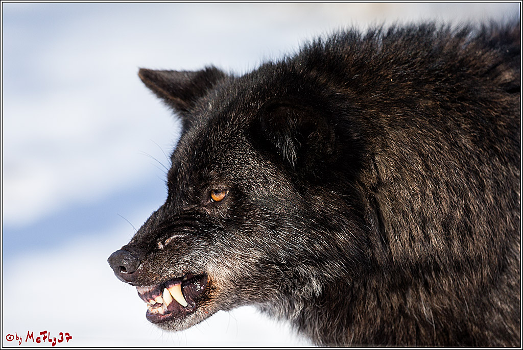 Timberwolf - Polarwolf Kasselburg, 18.02.2018