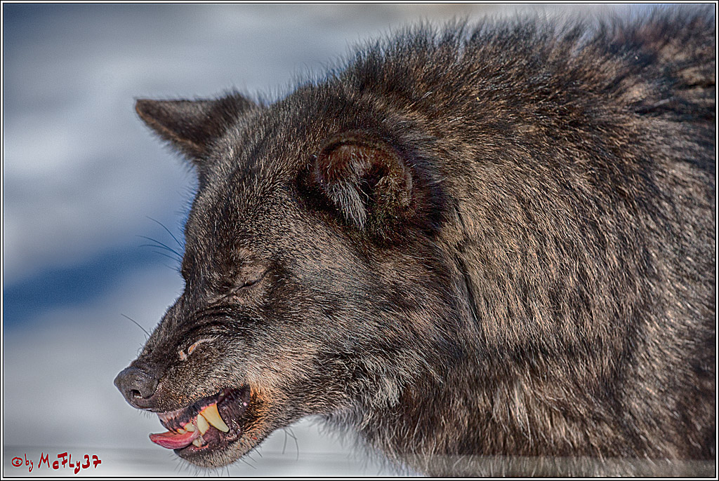 Timberwolf - Polarwolf Kasselburg, 18.02.2018