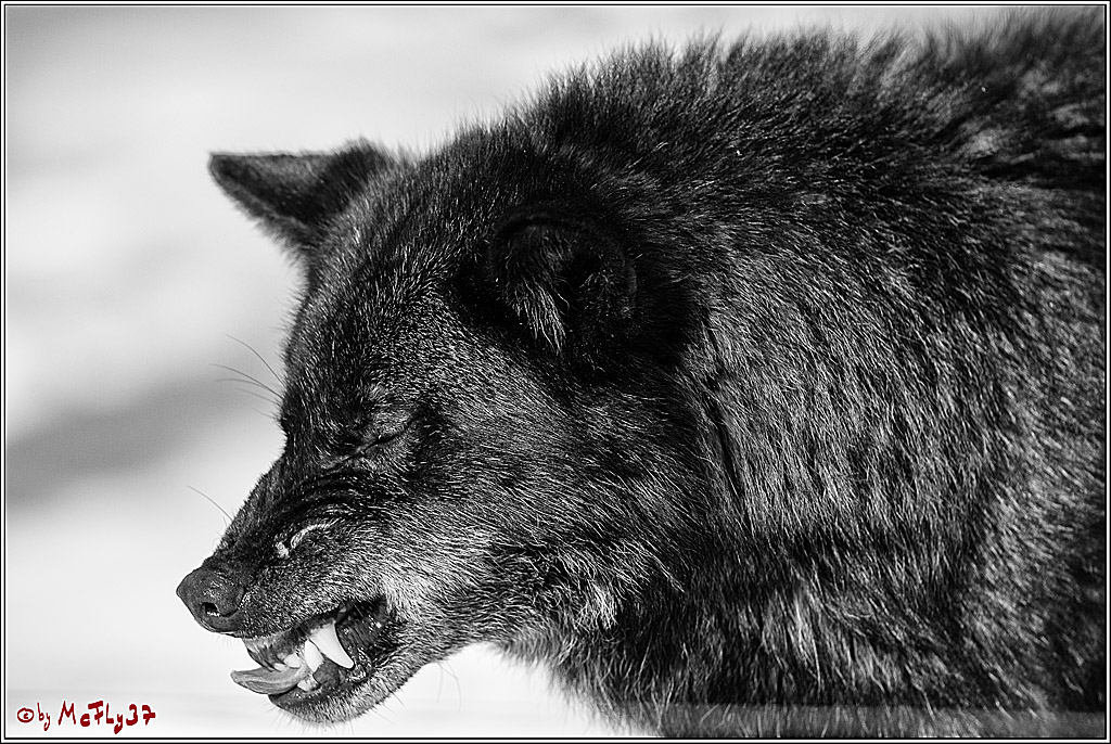 Timberwolf - Polarwolf Kasselburg, 18.02.2018