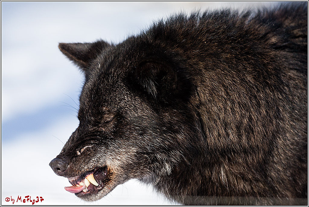 Timberwolf - Polarwolf Kasselburg, 18.02.2018
