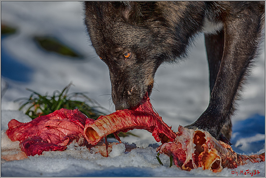 Timberwolf - Polarwolf Kasselburg, 18.02.2018