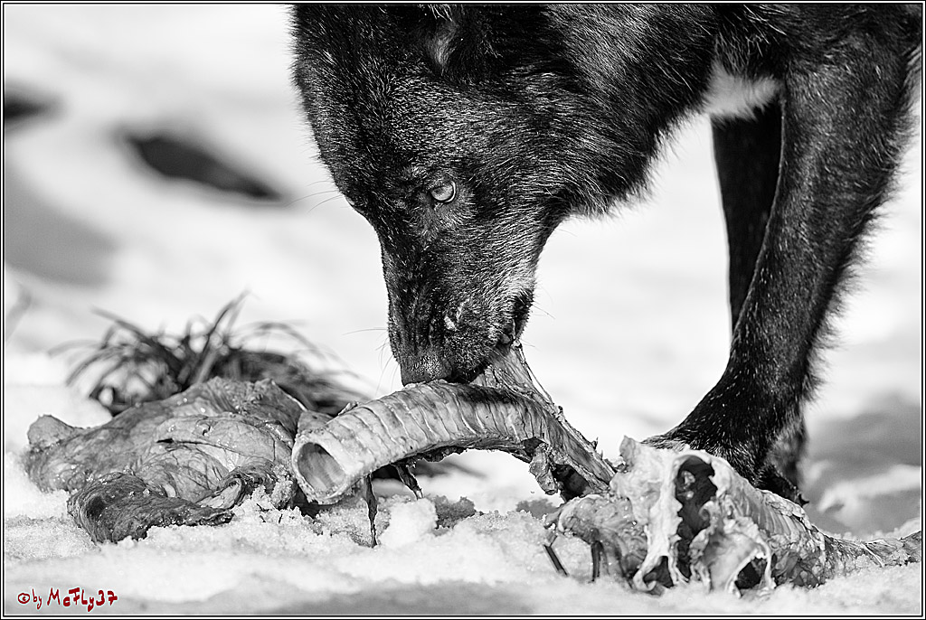 Timberwolf - Polarwolf Kasselburg, 18.02.2018