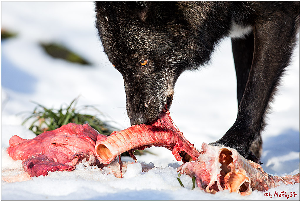 Timberwolf - Polarwolf Kasselburg, 18.02.2018