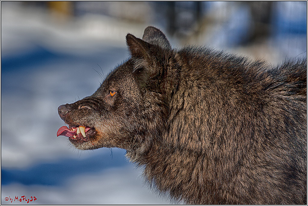 Timberwolf - Polarwolf Kasselburg, 18.02.2018