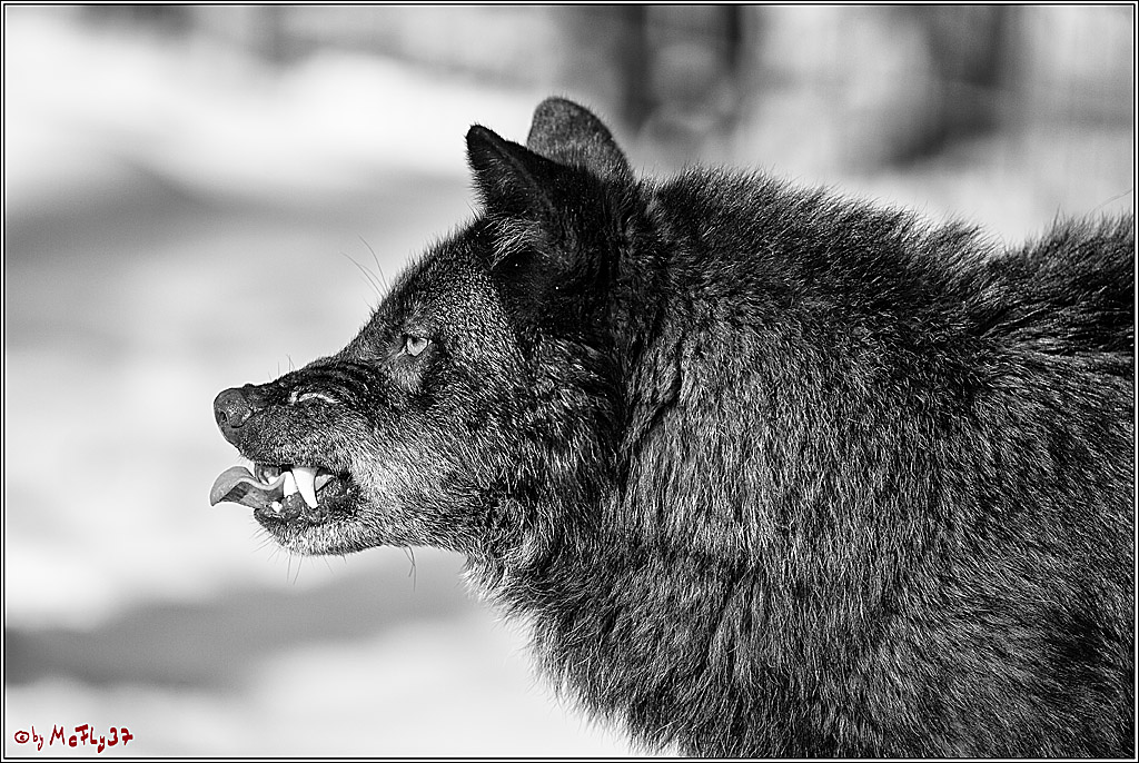 Timberwolf - Polarwolf Kasselburg, 18.02.2018