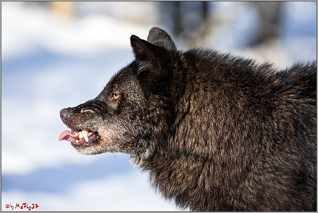 Timberwolf - Polarwolf Kasselburg, 18.02.2018