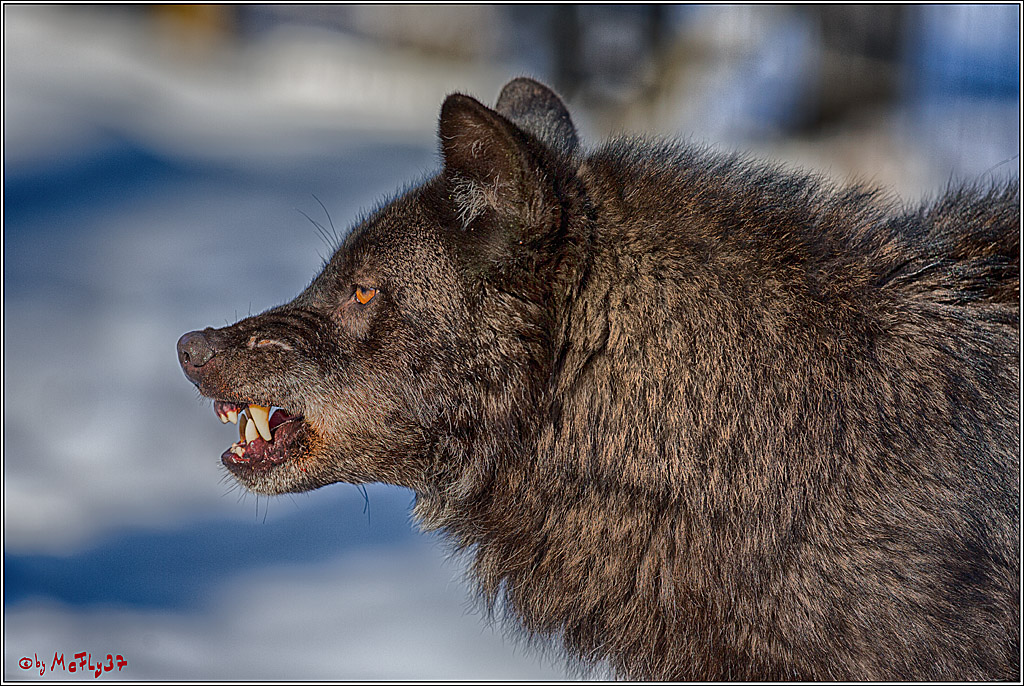 Timberwolf - Polarwolf Kasselburg, 18.02.2018