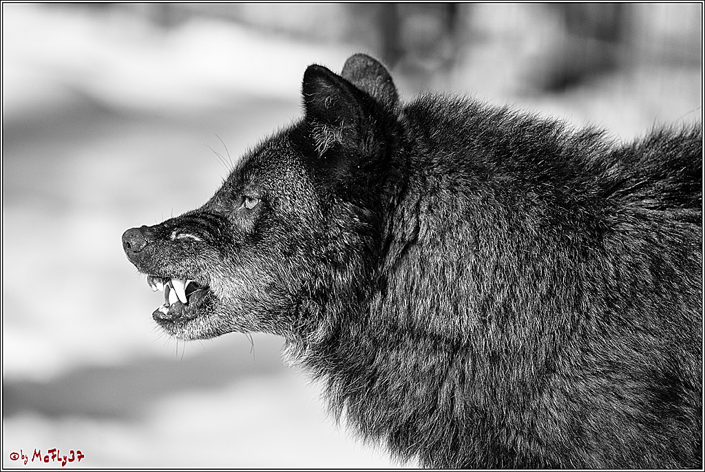 Timberwolf - Polarwolf Kasselburg, 18.02.2018