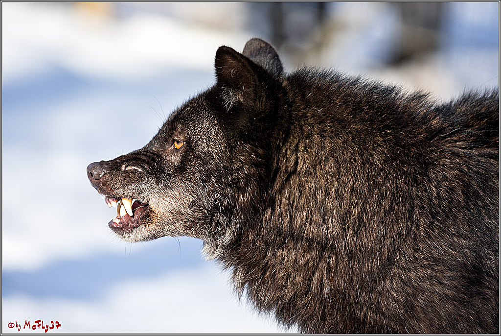 Timberwolf - Polarwolf Kasselburg, 18.02.2018