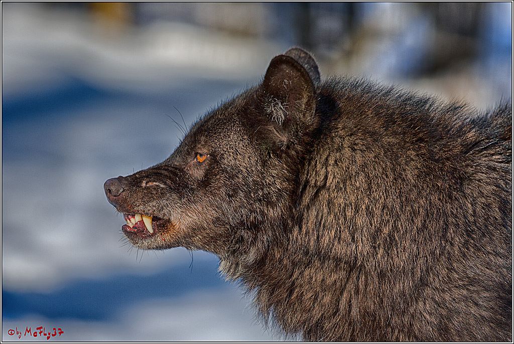 Timberwolf - Polarwolf Kasselburg, 18.02.2018