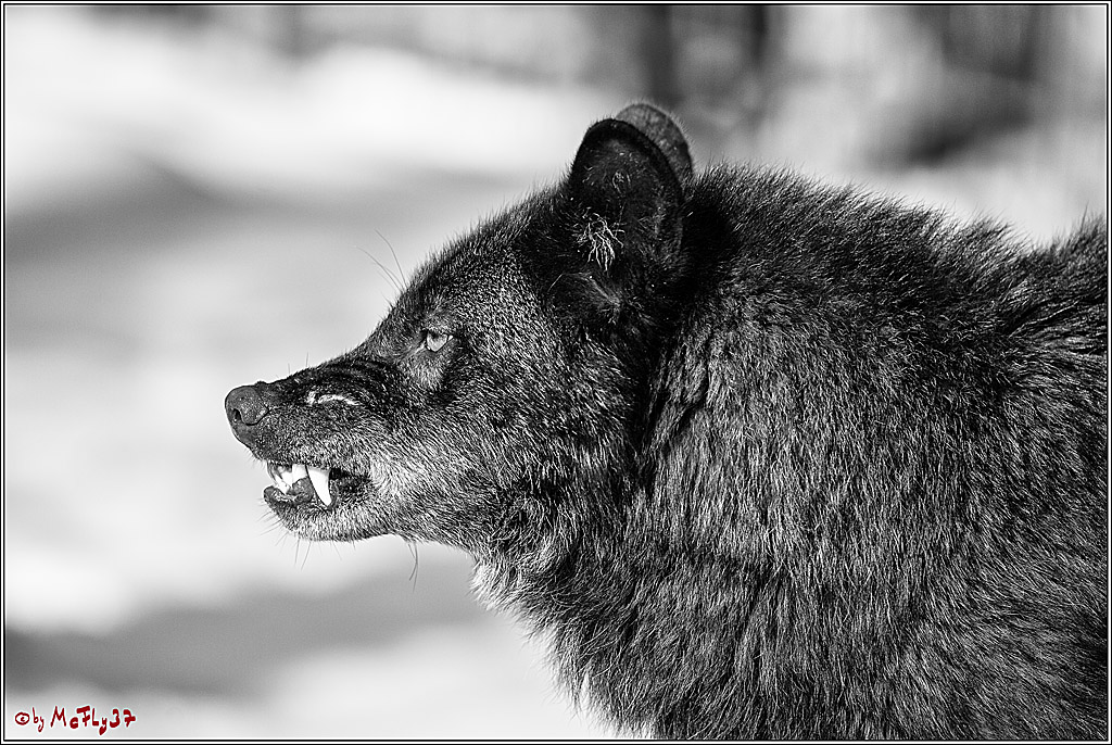 Timberwolf - Polarwolf Kasselburg, 18.02.2018
