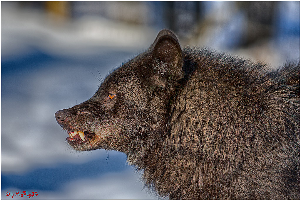 Timberwolf - Polarwolf Kasselburg, 18.02.2018