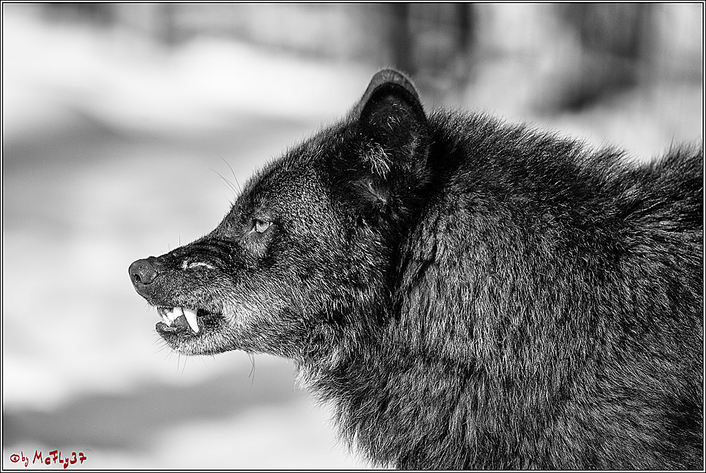 Timberwolf - Polarwolf Kasselburg, 18.02.2018