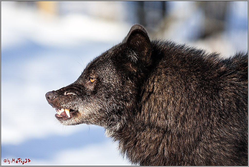 Timberwolf - Polarwolf Kasselburg, 18.02.2018