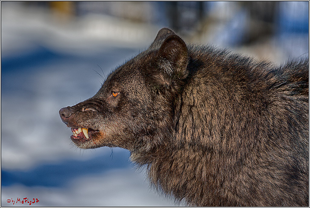 Timberwolf - Polarwolf Kasselburg, 18.02.2018