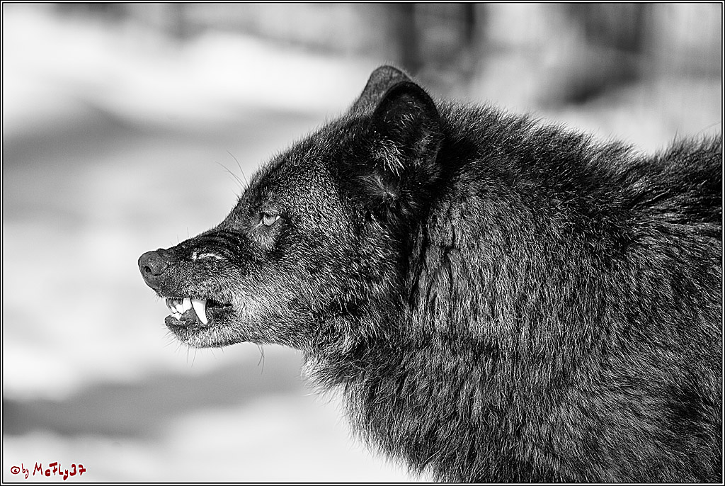 Timberwolf - Polarwolf Kasselburg, 18.02.2018
