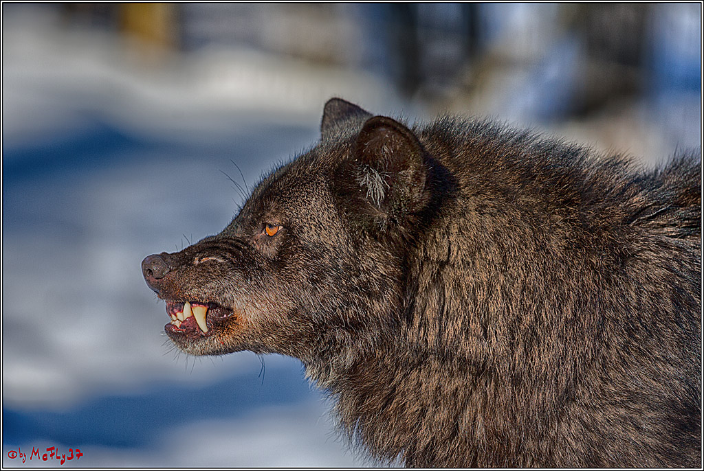 Timberwolf - Polarwolf Kasselburg, 18.02.2018