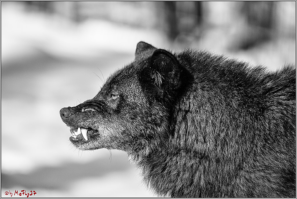 Timberwolf - Polarwolf Kasselburg, 18.02.2018