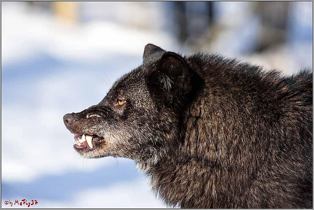 Timberwolf - Polarwolf Kasselburg, 18.02.2018