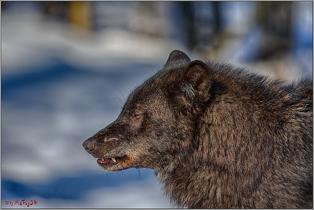 Timberwolf - Polarwolf Kasselburg, 18.02.2018