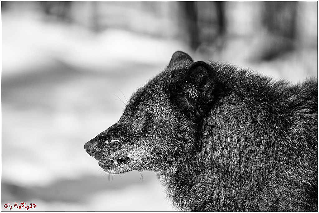 Timberwolf - Polarwolf Kasselburg, 18.02.2018