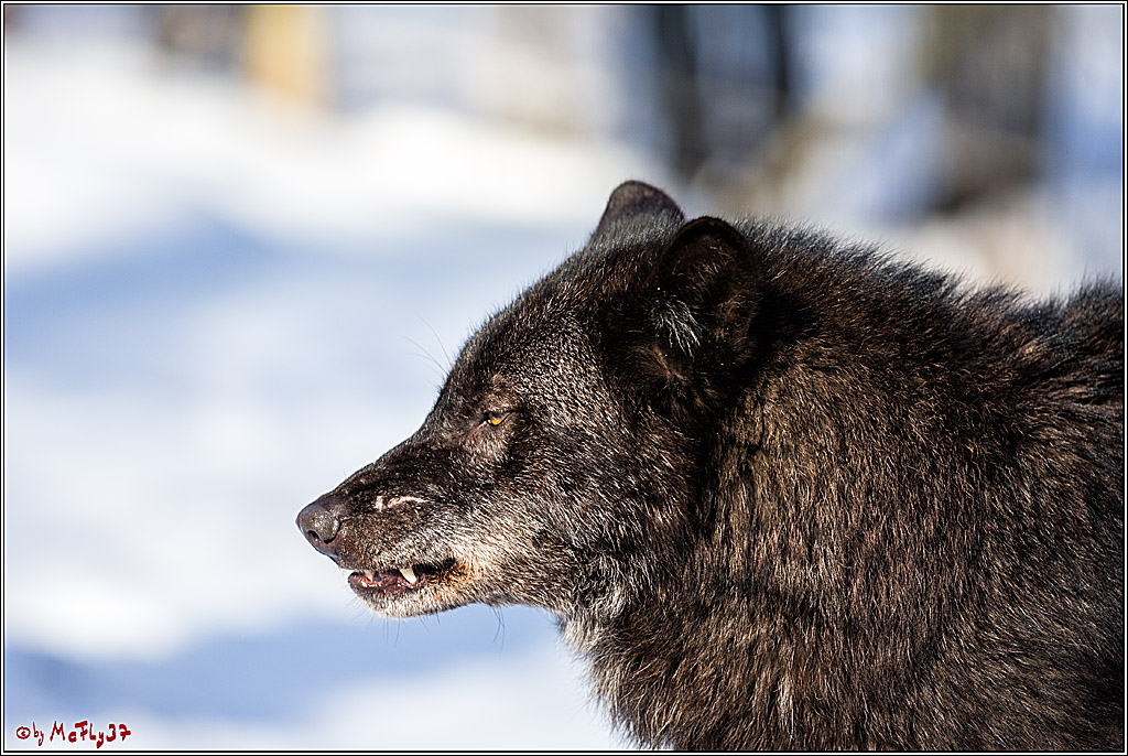 Timberwolf - Polarwolf Kasselburg, 18.02.2018