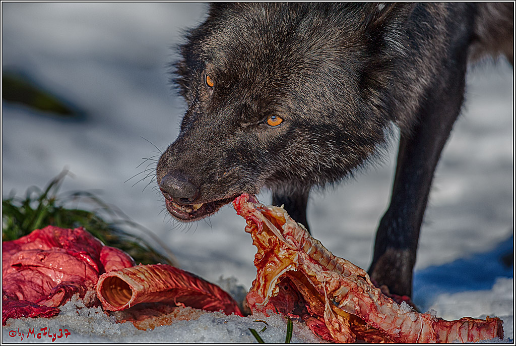 Timberwolf - Polarwolf Kasselburg, 18.02.2018