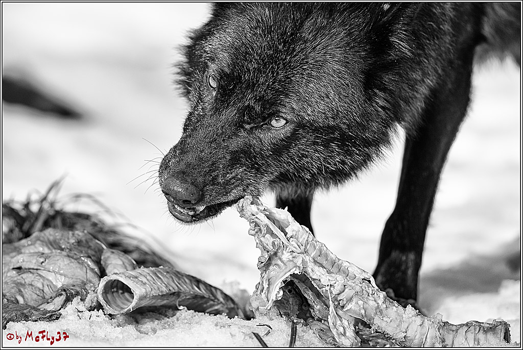 Timberwolf - Polarwolf Kasselburg, 18.02.2018
