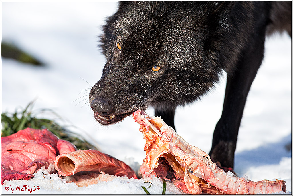 Timberwolf - Polarwolf Kasselburg, 18.02.2018