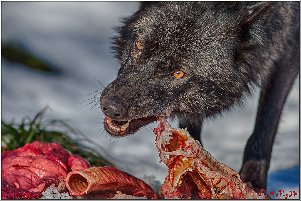 Timberwolf - Polarwolf Kasselburg, 18.02.2018