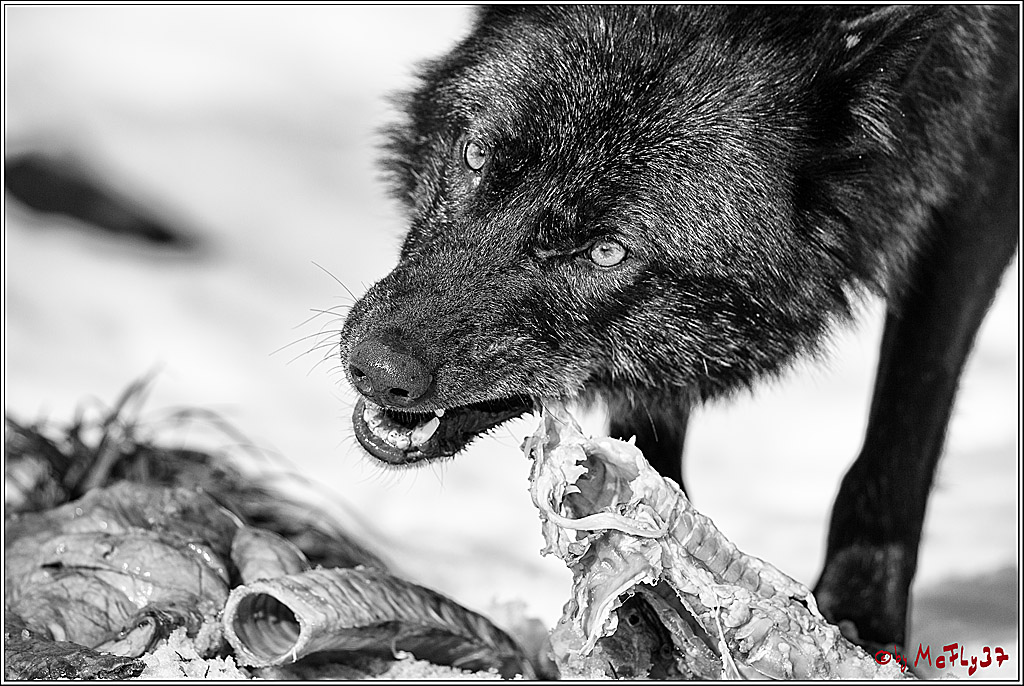Timberwolf - Polarwolf Kasselburg, 18.02.2018