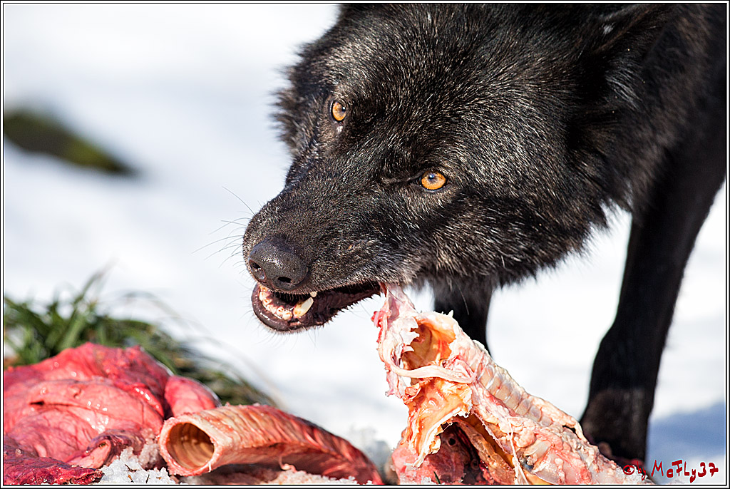 Timberwolf - Polarwolf Kasselburg, 18.02.2018